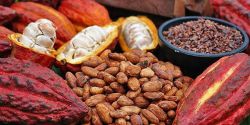 Bơ Cacao (Cocoa Butter) nguyên chất đạt chuẩn UTZ