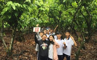 cacao-trong-duc-11.jpg
