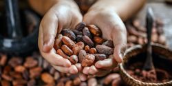 Tác dụng của hạt cacao rang