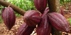 What do you know about Vietnamese cocoa pods?