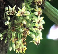 cacao-trong-duc-8.jpg