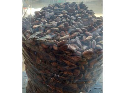 Hạt cacao
