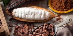 Bột cacao và những lưu ý khi sử dụng