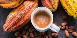 Cacao Ngăn Ngừa Bệnh Tật Cho Cơ Thể Như Thế Nào?