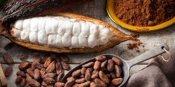 Điểm danh các vùng miền trồng cacao ngon tại Việt Nam