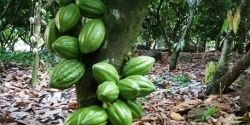 Khám phá thế giới Cacao Trọng Đức