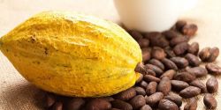 Vì sao bột cacao Việt Nam ngon hàng đầu thế giới ?