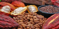 Reasons to Use Pure Cocoa Powder In Preparation