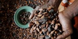New discoveries about cocoa history