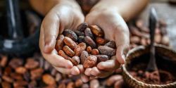 Làm sao để thu hoạch và chế biến cacao đúng cách