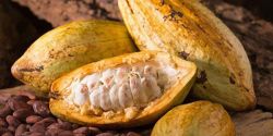 Phòng chống bệnh tim mạch bằng cacao