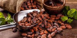 Cacao Tốt Như Thế Nào