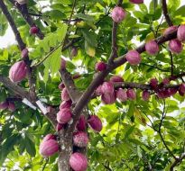 cacao-trong-duc-30.jpg