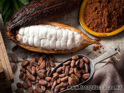 What are the benefits of cocoa beans? Origin from where?