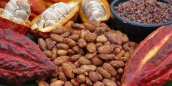 Reasons Why Pure Cocoa Powder Is Better Than Prepared Cocoa Powder