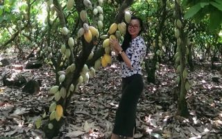 cacao-trong-duc-23.jpg