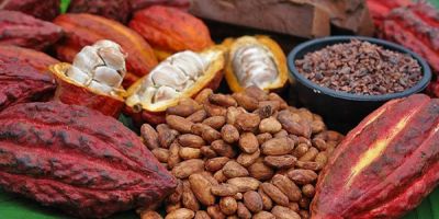 Thu mua chế biến & sản xuất sản phẩm cacao