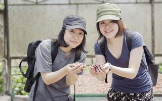 cacao-trong-duc-26.jpg
