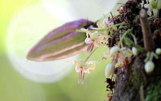 cacao-trong-duc-6.jpg