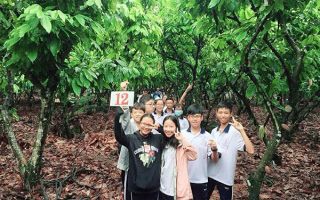 cacao-trong-duc-19.jpg