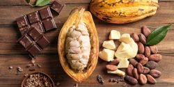 Trái cacao tươi chế biến như thế nào?