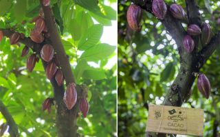 cacao-trong-duc-16.jpg