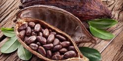 Câu chuyện sản phẩm bột cacao nguyên chất Bungo