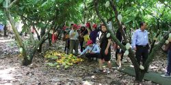 Unique tour to discover Trong Duc cocoa garden