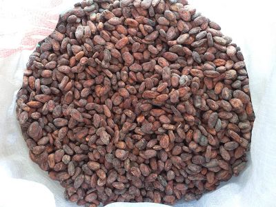 Hạt cacao
