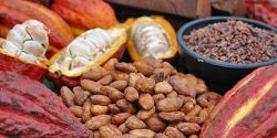 10 lý do cacao tốt cho sức khỏe