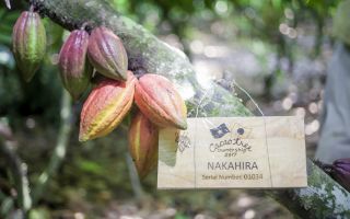 cacao-trong-duc-9.jpg