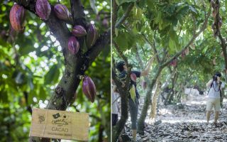 cacao-trong-duc-15.jpg
