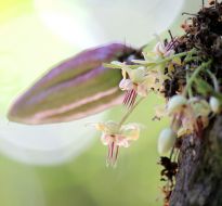 cacao-trong-duc-6.jpg