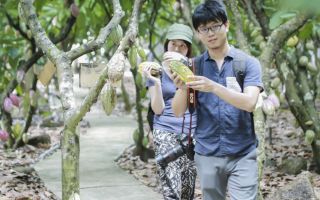 cacao-trong-duc-10.jpg