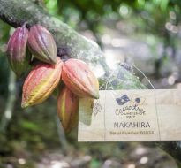cacao-trong-duc-9.jpg