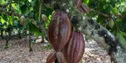 Đại học Quốc tế thực hiện chuyến thăm Công Ty Cacao Trọng Đức năm 2021