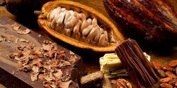 Thành phần dinh dưỡng trong hạt cacao
