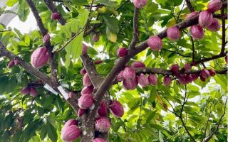 cacao-trong-duc-30.jpg