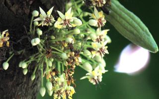 cacao-trong-duc-8.jpg