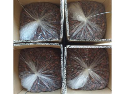 Hạt cacao