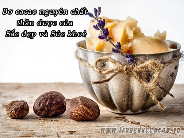 dưỡng da bằng bơ cacao